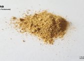 Planta medicinal Kanna (Sceletium tortuosum)
