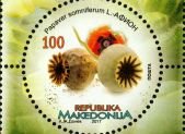 Flor de amapola de opio, Papaver somniferum, origen historico de la morfina