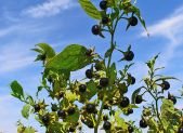 Bayas de belladona, Atropa belladonna, planta europea altamente toxica