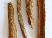 Arbol de quina, Cinchona officinalis, fuente natural de la quinina
