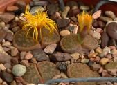 Lithops o piedras vivientes camufladas en el desierto