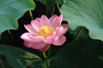 Loto Sagrado - planta medicinal