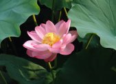 Loto Sagrado - planta medicinal