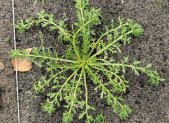 Raices de maca, Lepidium meyenii, planta adaptogena de los Andes peruanos