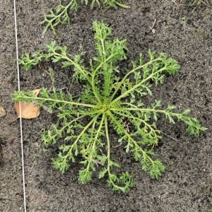 Raices de maca, Lepidium meyenii, planta adaptogena de los Andes peruanos