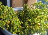 Dato curioso: El pigmento amarillo de Ghana que desafía a los microbios