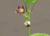 Planta medicinal Mondia (Mondia whitei)