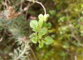 Planta medicinal Muña (Minthostachys mollis)