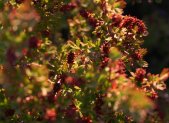 Planta medicinal Planta de la resurrección (Myrothamnus flabellifolius)