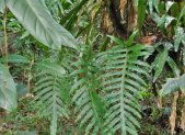 Planta medicinal Calaguala (Polypodium leucotomos)