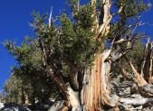 Pino longevo Pinus longaeva en las Montanas Blancas de California