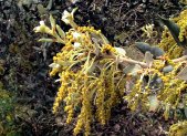Planta medicinal Encina (Quercus ilex)