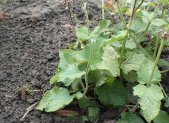 Salvia China - planta medicinal