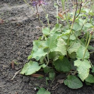 Salvia China - planta medicinal