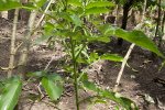 Sauco - planta medicinal
