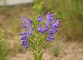 Planta medicinal Escutelaria asiática (Scutellaria baicalensis)