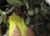 Receta de Decocción de raíz de árbol de las violetas