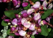 Planta medicinal Árbol de las violetas (Securidaca longepedunculata)