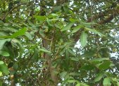 Planta medicinal Arjuna (Terminalia arjuna)