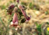 Planta medicinal Rehmannia