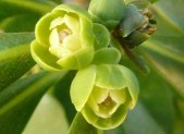 Planta medicinal Pimienta de corteza (Warburgia salutaris)