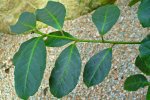 Hojas de yerba mate, Ilex paraguariensis, planta energizante de Sudamerica