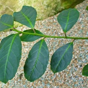 Hojas de yerba mate, Ilex paraguariensis, planta energizante de Sudamerica