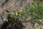 Planta de Astrágalo (Astragalus membranaceus) en su habitat natural
