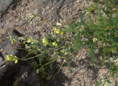 Planta de Astrágalo (Astragalus membranaceus) en su habitat natural