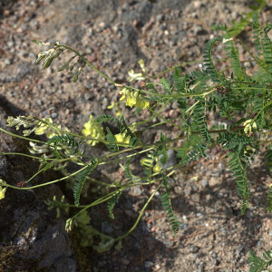 Planta de Astrágalo (Astragalus membranaceus) en su habitat natural