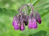 Consuelda (Symphytum officinale), planta europea vulneraria y cicatrizante