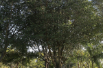 Copaiba (Copaifera officinalis), árbol amazónico de propiedades cicatrizantes