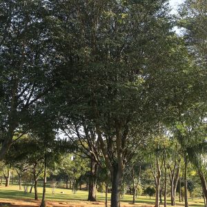 Copaiba (Copaifera officinalis), árbol amazónico de propiedades cicatrizantes
