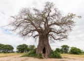 Baobab (Adansonia digitata) en la sabana africana, el arbol que almacena agua