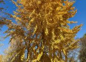 Arbol de Ginkgo biloba con hojas doradas en otono, fosil viviente de China
