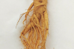 Raíz de Ginseng (Panax ginseng), planta asiática adaptógena y energizante