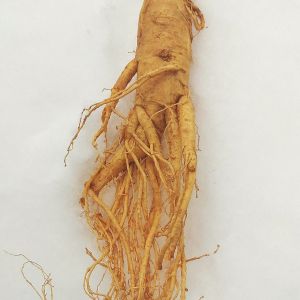 Raíz de Ginseng (Panax ginseng), planta asiática adaptógena y energizante