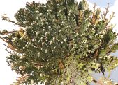 Selaginella lepidophylla, la planta de la resurreccion, reverdeciendo tras recibir agua