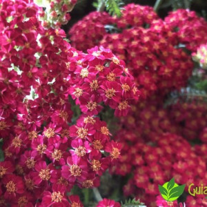Flores blancas de Milenrama (Achillea millefolium)