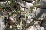Muicle (Justicia spicigera), planta mexicana depurativa y antiinflamatoria