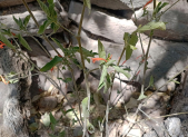 Muicle (Justicia spicigera), planta mexicana depurativa y antiinflamatoria