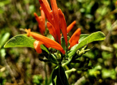 Flores de muicle (Justicia spicigera) usadas para preparar la infusion