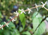 Planta medicinal Anamú (Petiveria alliacea)
